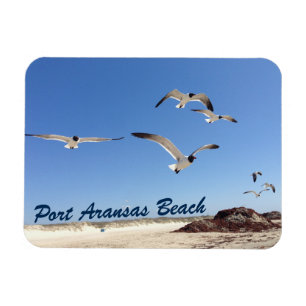 Port Aransas Fiskmås Photography Söt Beach Magnet