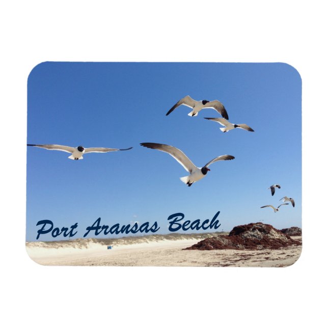 Port Aransas Fiskmås Photography Söt Beach Magnet (Horisontell)