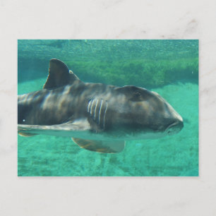 Port Jackson Shark Vykort