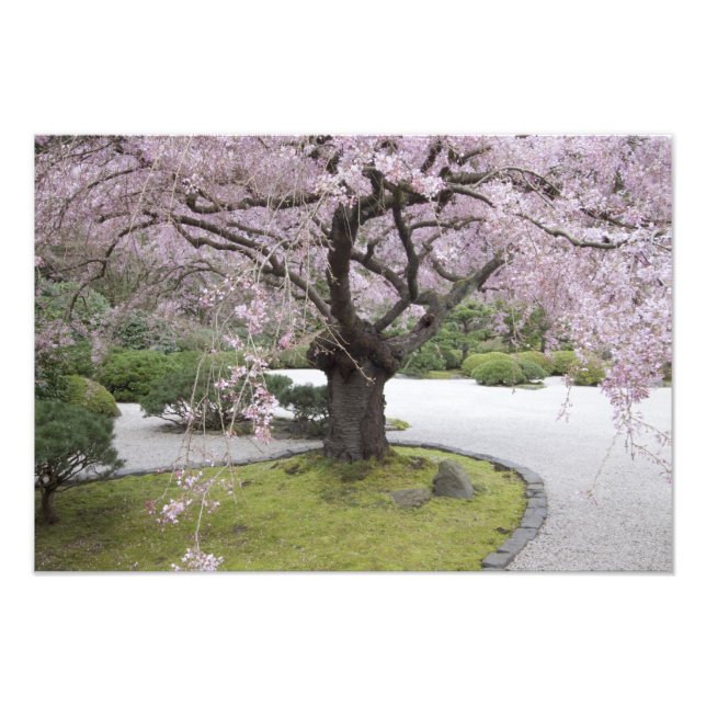 Portland Japanska Gardern, Portland, Oregon Fototryck (Framsidan)