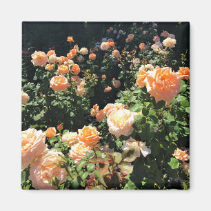 Portland Ro Garden, ELLER Magnet
