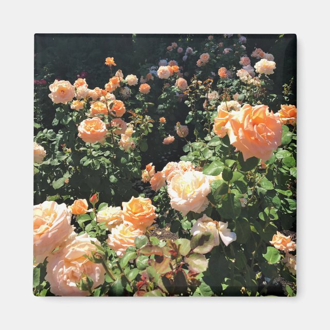 Portland Ro Garden, ELLER Magnet (Framsidan)