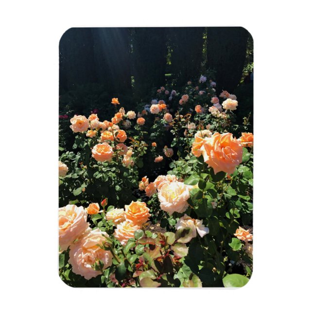 Portland Ro Garden, ELLER Magnet (Vertikal)