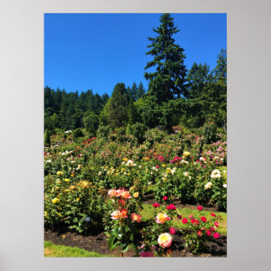 Portland Ro Garden, ELLER Poster