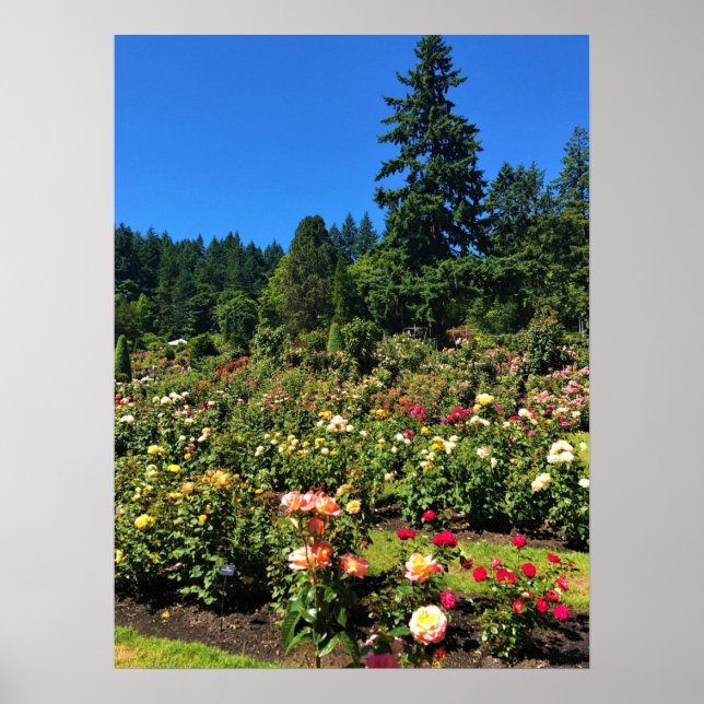 Portland Ro Garden, ELLER Poster (Framsidan)