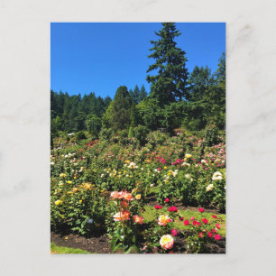 Portland Ro Garden, ELLER Vykort