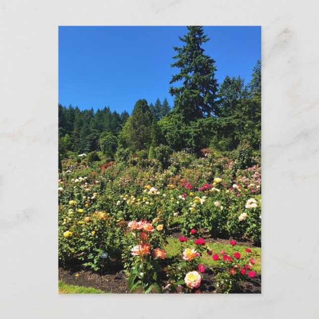 Portland Ro Garden, ELLER Vykort (Framsida)