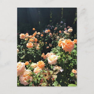 Portland Ro Garden, ELLER Vykort