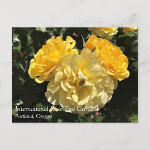 Portland Ro Garden, ELLER Vykort