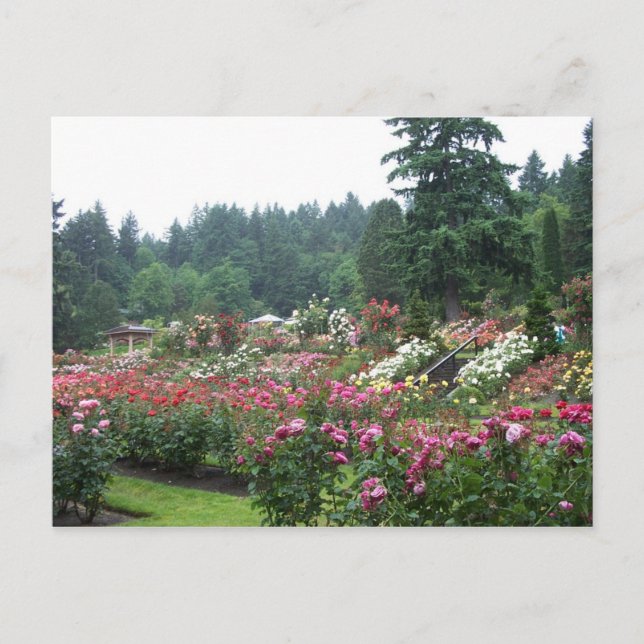 Portland Ro Garden. Vykort (Framsida)