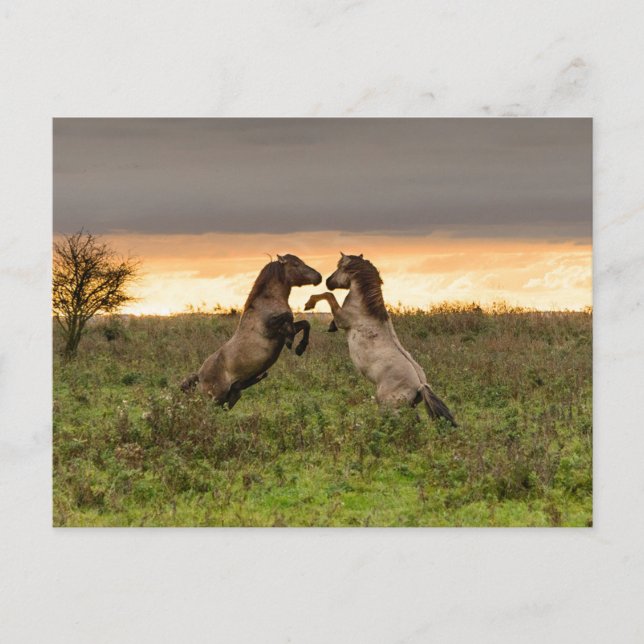 Porto för vild vykort (Framsida)