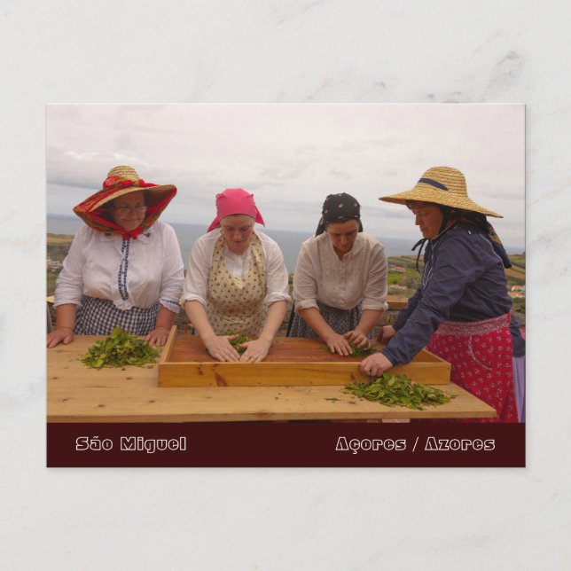 Porto Formoso teträdgårdar Vykort (Framsida)