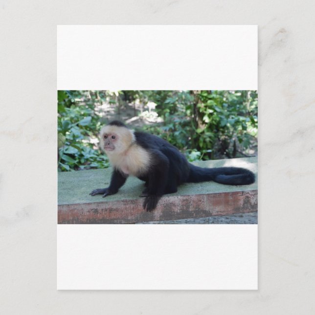 Portrait.JPG Vykort (Framsida)