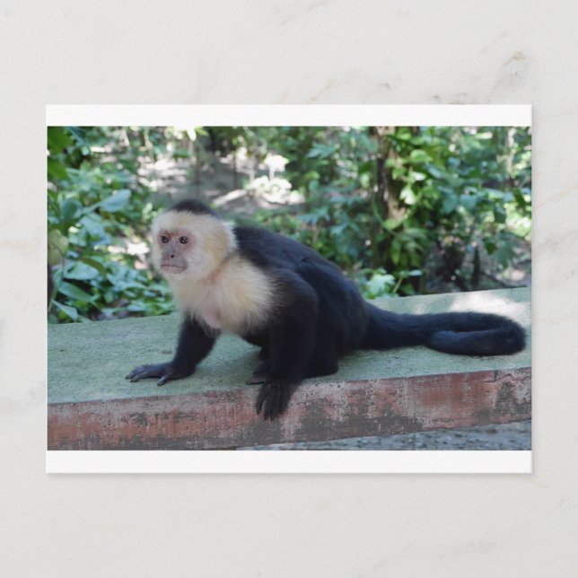 Portrait.JPG Vykort (Framsida)