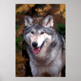 Portrait of a gray wolf poster