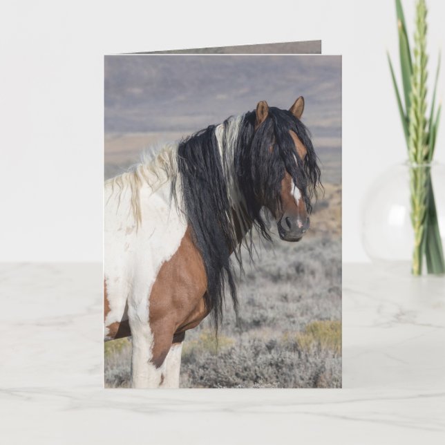 Portrait of Zephyr Wild Horse Greeting Card Inbjudan (Framsida)
