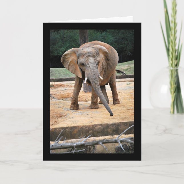 Porträtt av afrikansk elefant kort (Framsida)