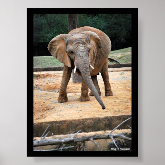 Porträtt av afrikansk elefant poster (Framsidan)