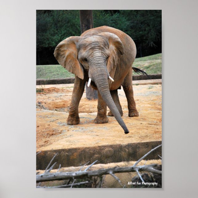 Porträtt av afrikansk elefant poster (Framsidan)