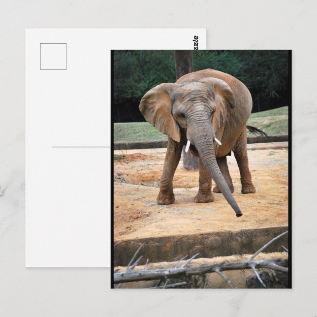 Porträtt av afrikansk elefant vykort (Fram/baksida)