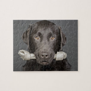 Porträtt av choklad labrador pussel