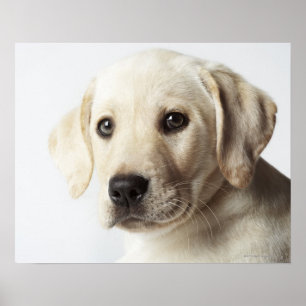 Porträtt av den blonda valpen för Labrador Poster