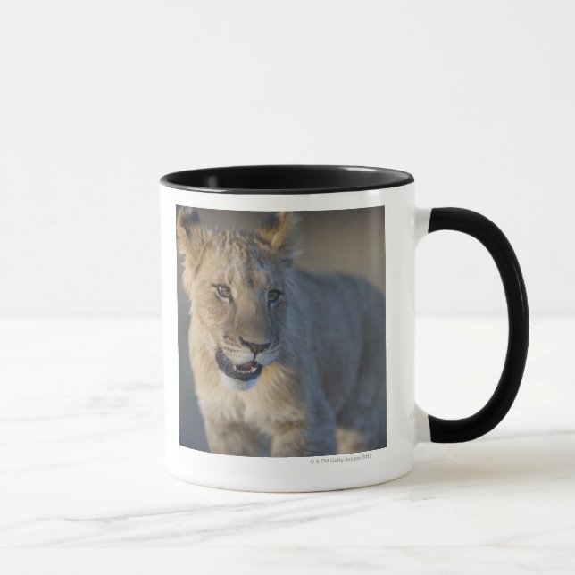Porträtt av den lejona ungen (pantheraen Leo), Mugg (Höger)