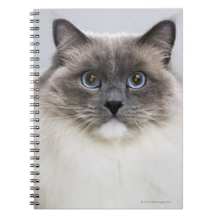 Porträtt av den Ragdoll katten Anteckningsbok Med Spiral