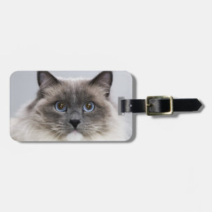 Porträtt av den Ragdoll katten Bagagebricka