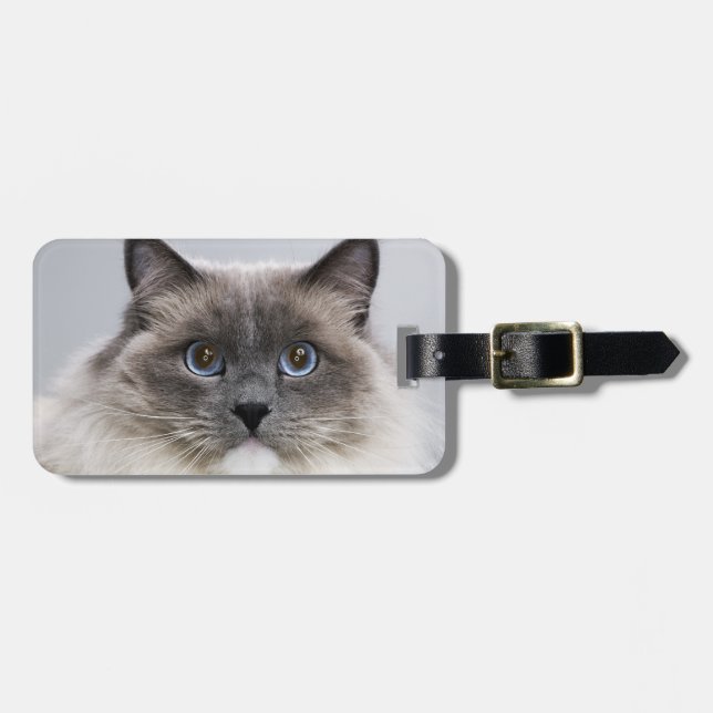 Porträtt av den Ragdoll katten Bagagebricka (Horisontell Framsida)