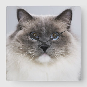 Porträtt av den Ragdoll katten Fyrkantig Klocka