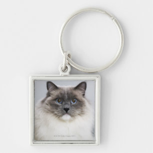 Porträtt av den Ragdoll katten Fyrkantig Silverfärgad Nyckelring