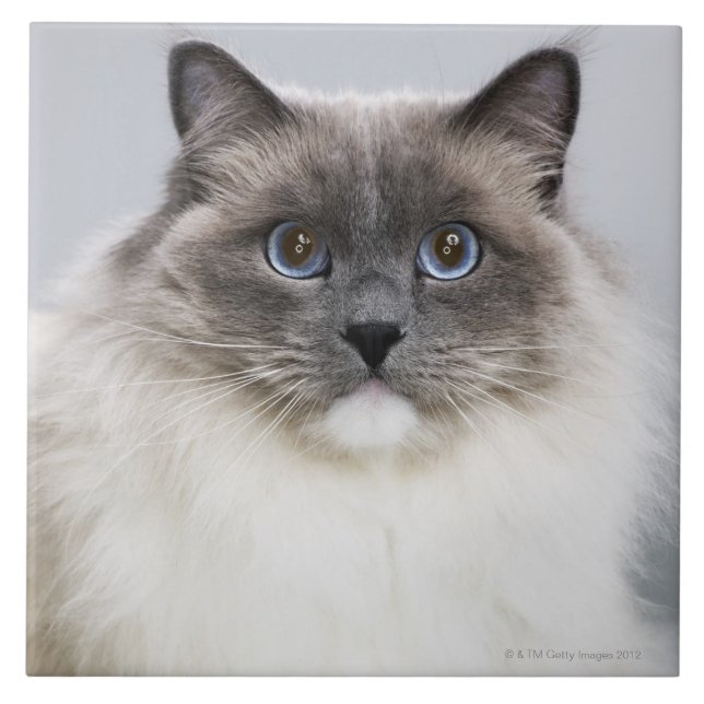 Porträtt av den Ragdoll katten Kakelplatta (Framsidan)