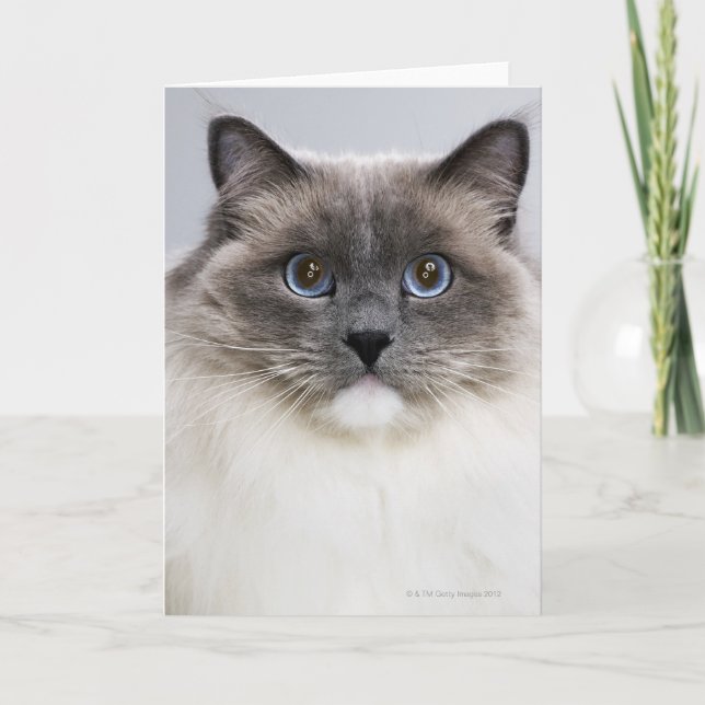 Porträtt av den Ragdoll katten Kort (Framsida)