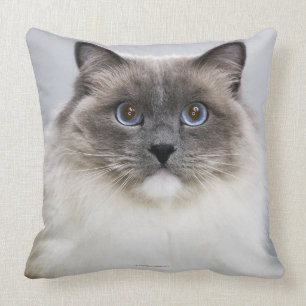 Porträtt av den Ragdoll katten Kudde