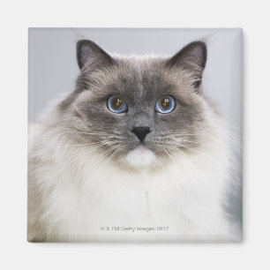 Porträtt av den Ragdoll katten Magnet
