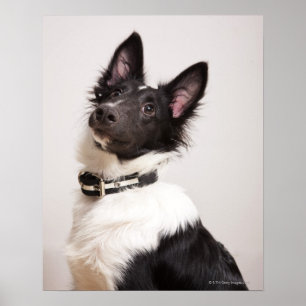 Porträtt av den svartvita shetland sheepdogen poster