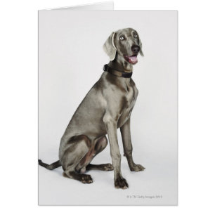 Porträtt av den Weimaraner hunden Hälsningskort