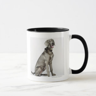Porträtt av den Weimaraner hunden Mugg