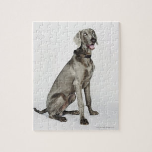 Porträtt av den Weimaraner hunden Pussel