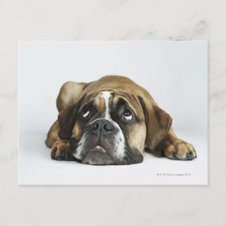 Porträtt av Dorset Old Tyme Bulldog Vykort