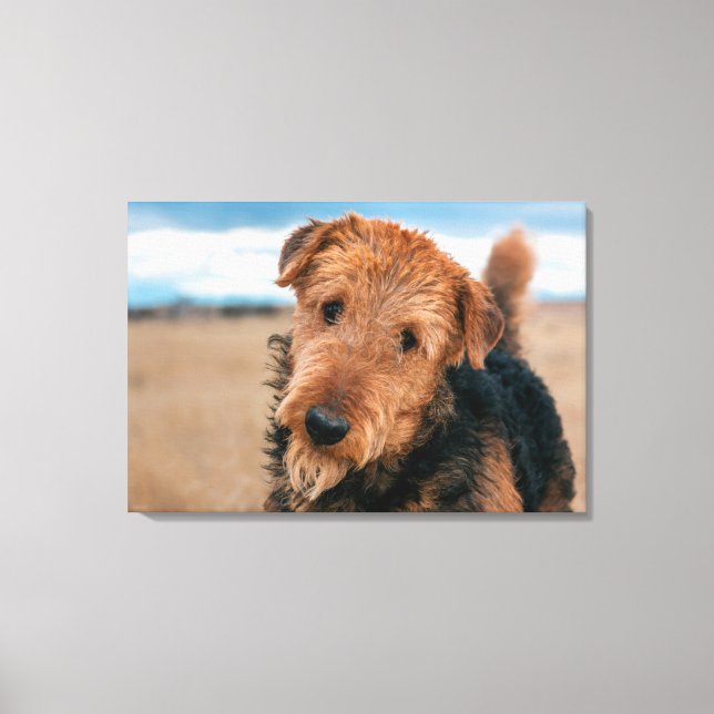 Porträtt av en airedale terrier canvastryck (Framsida)