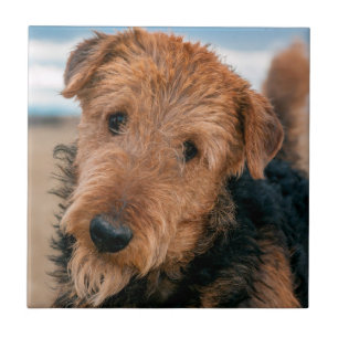 Porträtt av en airedale terrier kakelplatta