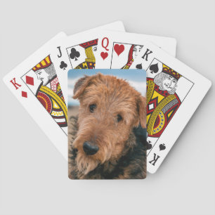Porträtt av en airedale terrier kortlek