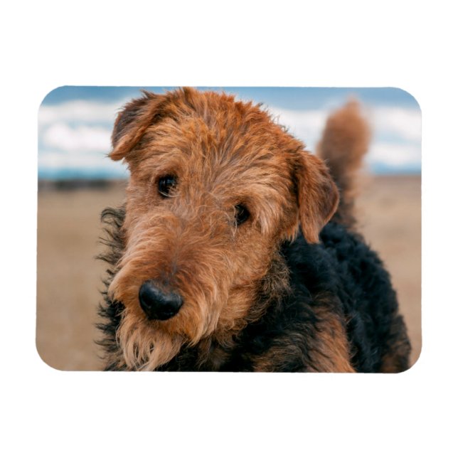 Porträtt av en Airedale Terrier Magnet (Horisontell)