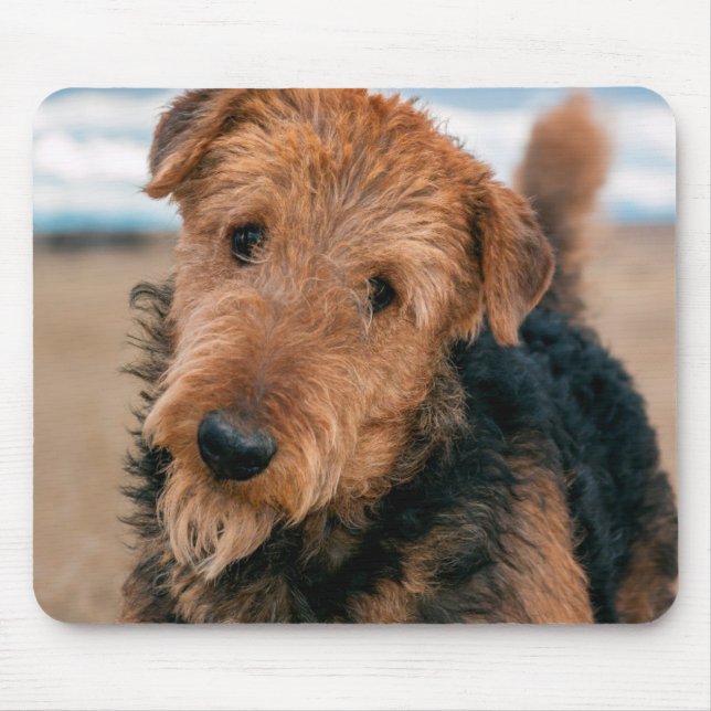 Porträtt av en Airedale Terrier Musmatta (Framsidan)