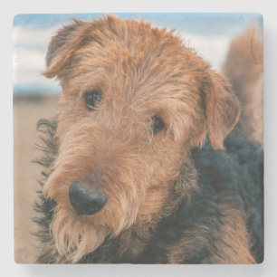 Porträtt av en airedale terrier stenunderlägg