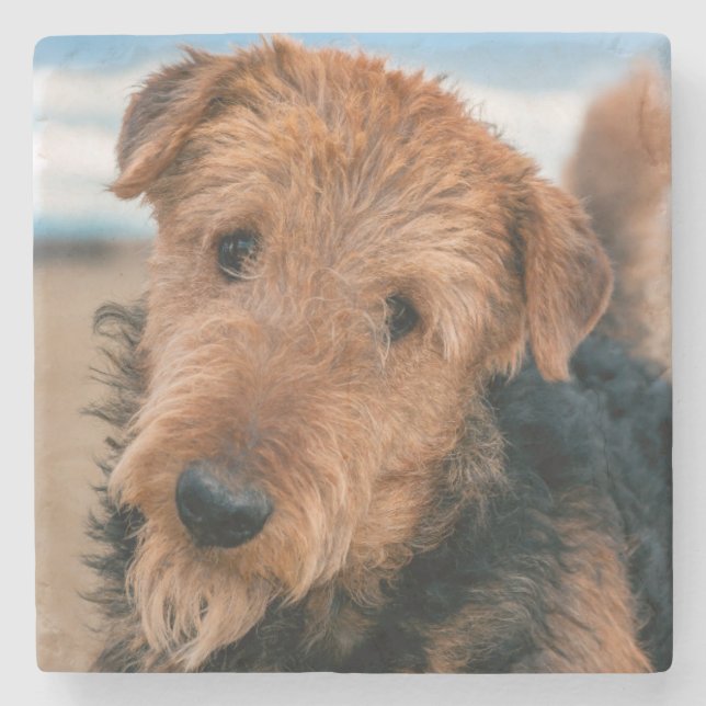 Porträtt av en airedale terrier stenunderlägg (Framsidan)