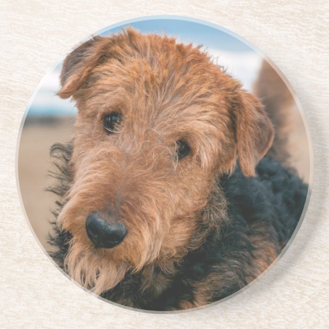 Porträtt av en airedale terrier underlägg (Framsidan)