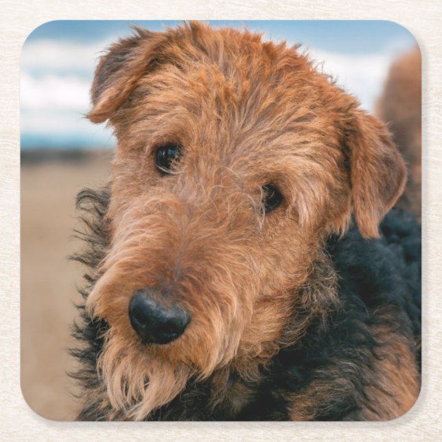 Porträtt av en Airedale Terrier Underlägg Papper Kvadrat (Framsidan)